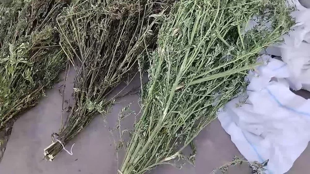 Полицейскими у 47-летнего жителя г. Приволье изъято около 2 кг марихуаны