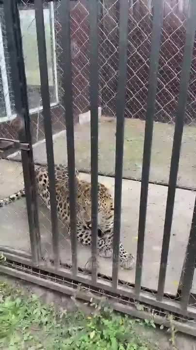 ������� �������: �����, �������, ������� ������������ ����� �������