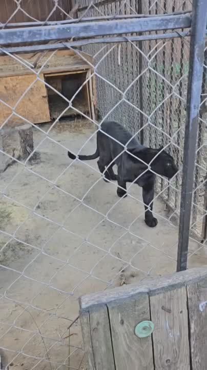 За каждый подбитый «леопард» в зоне СВО объявлена премия в