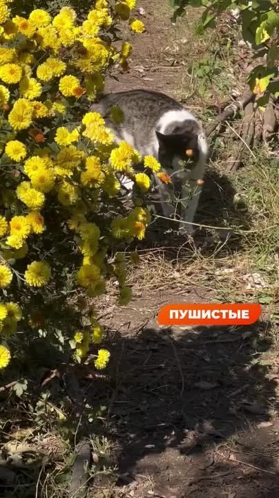 ����, ������� ������ ���������� � ��, ��� ����� ��� ������������ ������� ���������