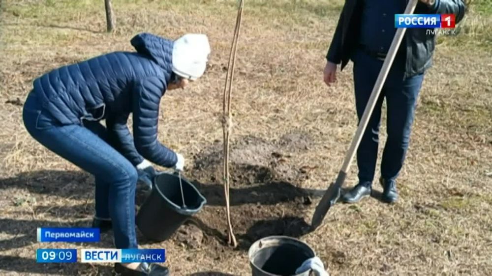 "Живая память": на центральной аллее в Первомайске высадили клёны, привезённые делегацией Калуги