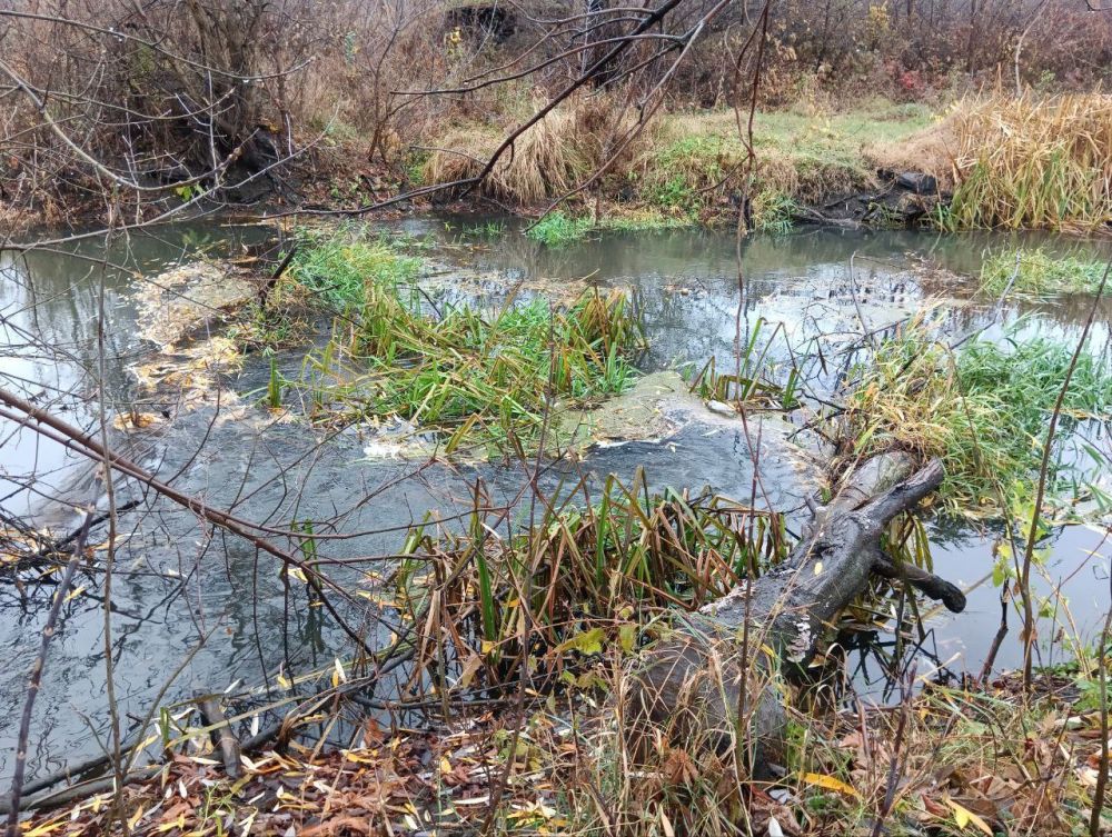 Сергей Колягин: Сегодня в рамках республиканской акции «Экологическая среда» сотрудниками Администрации совместно с...