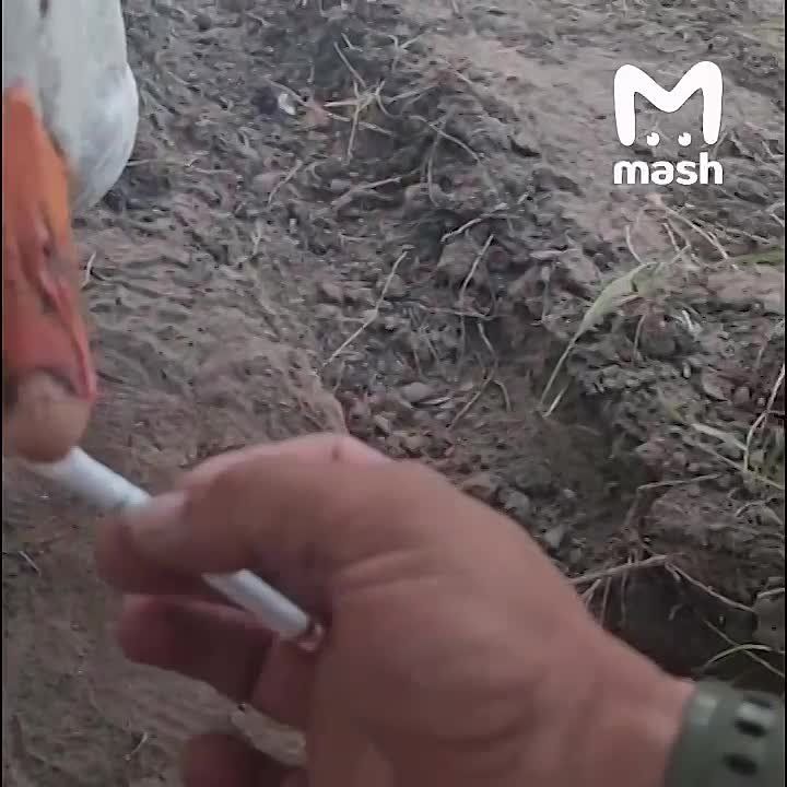� ����� ������ �� �������-��������� ����������� �������� �������� � ���� ������