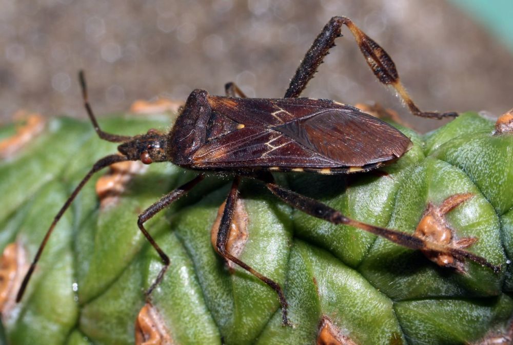 �������� �������� ����. �������� �������� ���� (Leptoglossus occidentalis Heidemann) ���������� �� �������� �������, ���...