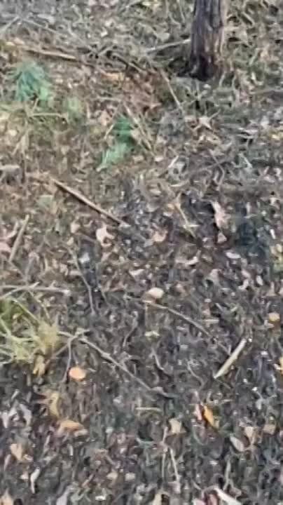 ��� ��� ���������: ����������� "" ���� �������� �������, ����������� � ������ �������