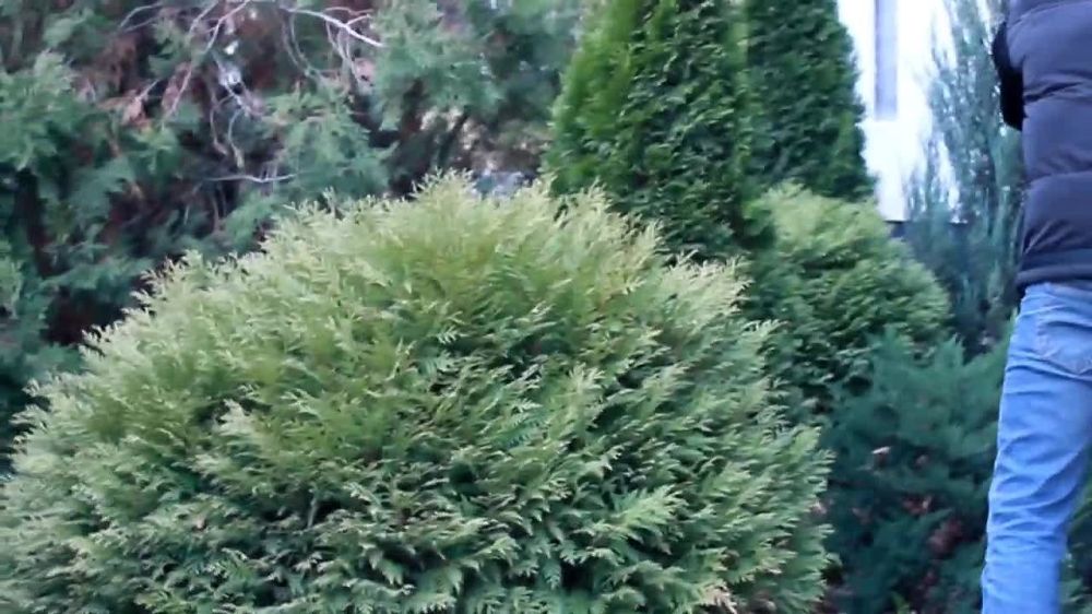 �������� ���������: ������� ���������� ��������� ������ ����� ����������� �������