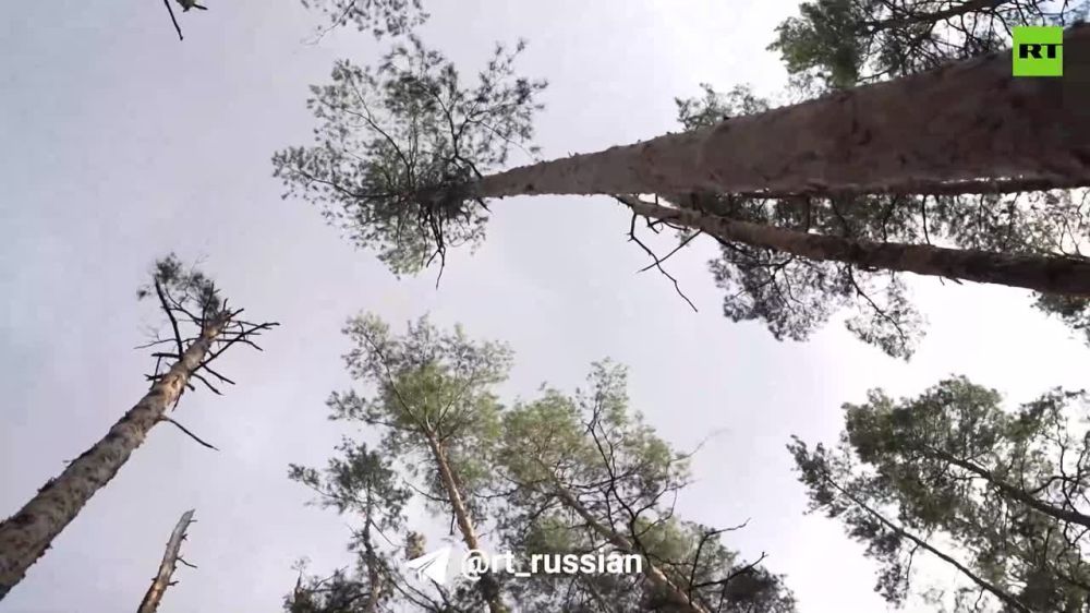 ����� �����: � ��� �������, ��� ������ �������, ��� ������ �����?