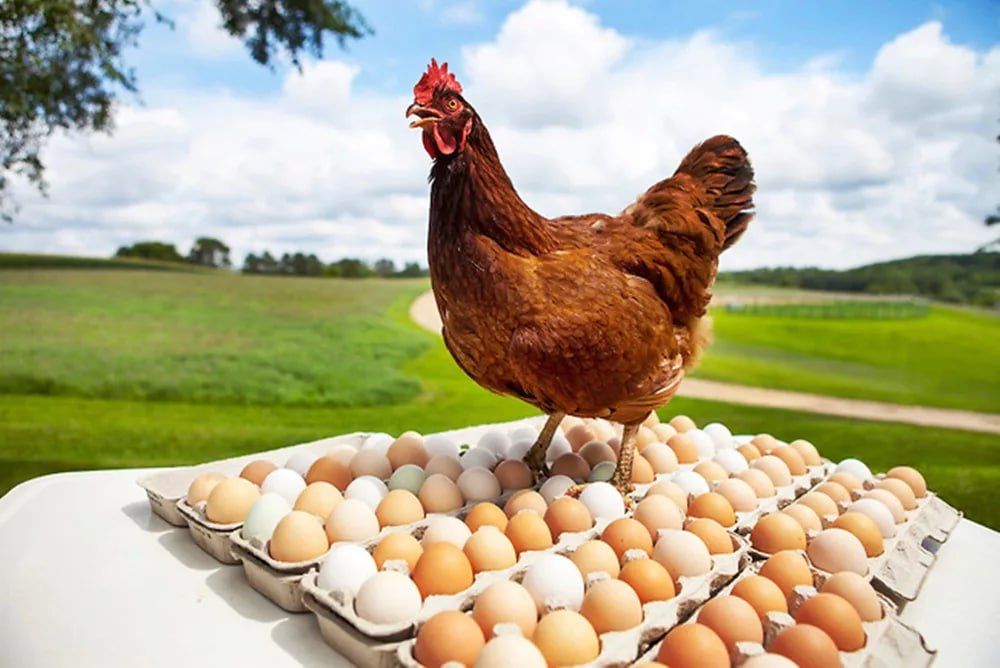 �������������� ��������� "����", ���� ����� ���������� ���, ��������� �������� ���������� ����������� �������������� ���������, � ��� ����� - ���������������� ������ � ��������������� ������������ �������� �� ������������