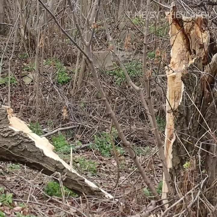 ������ ��������: � ���������� �������� ���������� ������� 2000 ���������