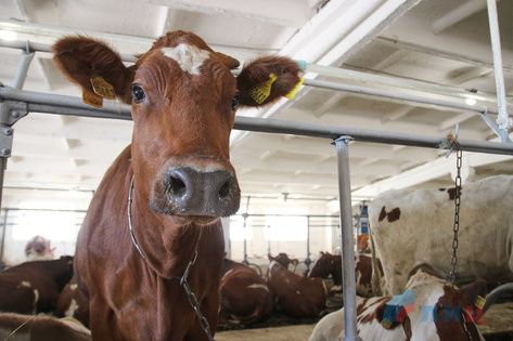 ����� ��������� ������������ �������� ��� � 2024 ���� �������� ����� 1,5 ���� ���.