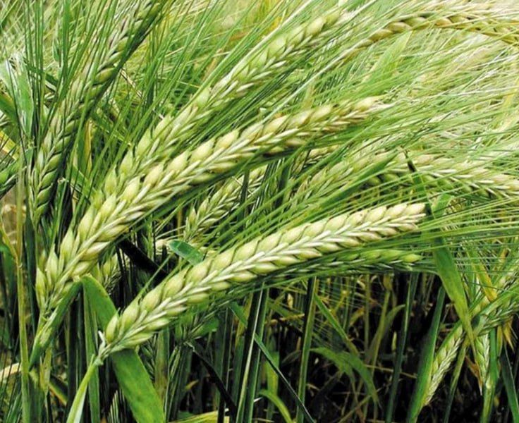 Ученые аграрного научного центра "Донской" в Ростовской области поставят в ЛНР и ДНР, а также Запорожскую область первую...