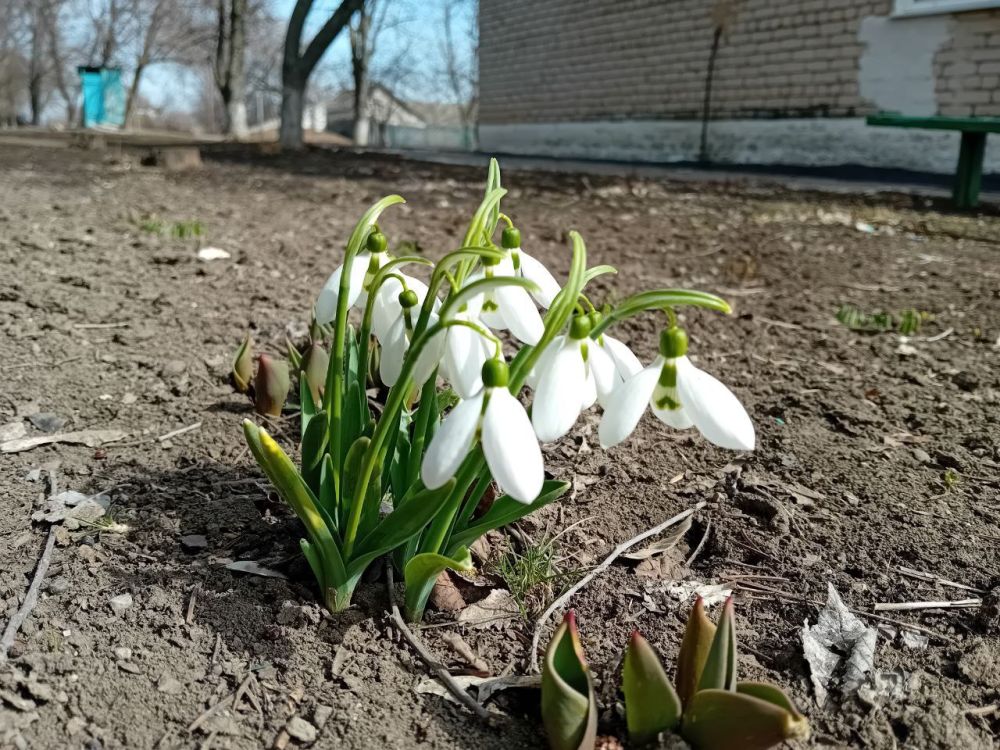 ����� �����: ������ ������� ����������� ������� ������� � ����� ������