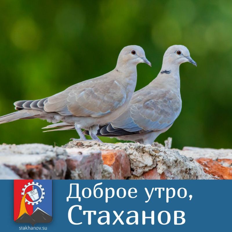 � ������ �����, ��������