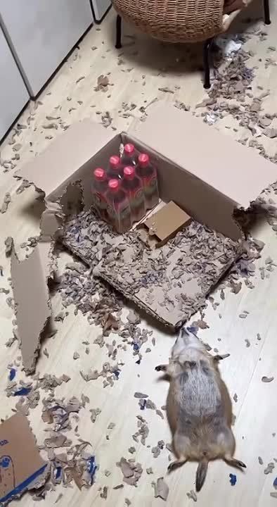 ����� ����������. #������������ #�������������������