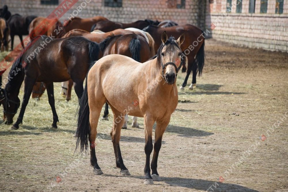 ��������� ��������� ������� ���� ������ � ��� ������, ������� ��������� � ���, ��� ����� ������� ����� ��������� ������� � �������� (������������)