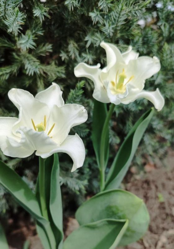 � ������ �����, ������ ����������� �������������� ������!