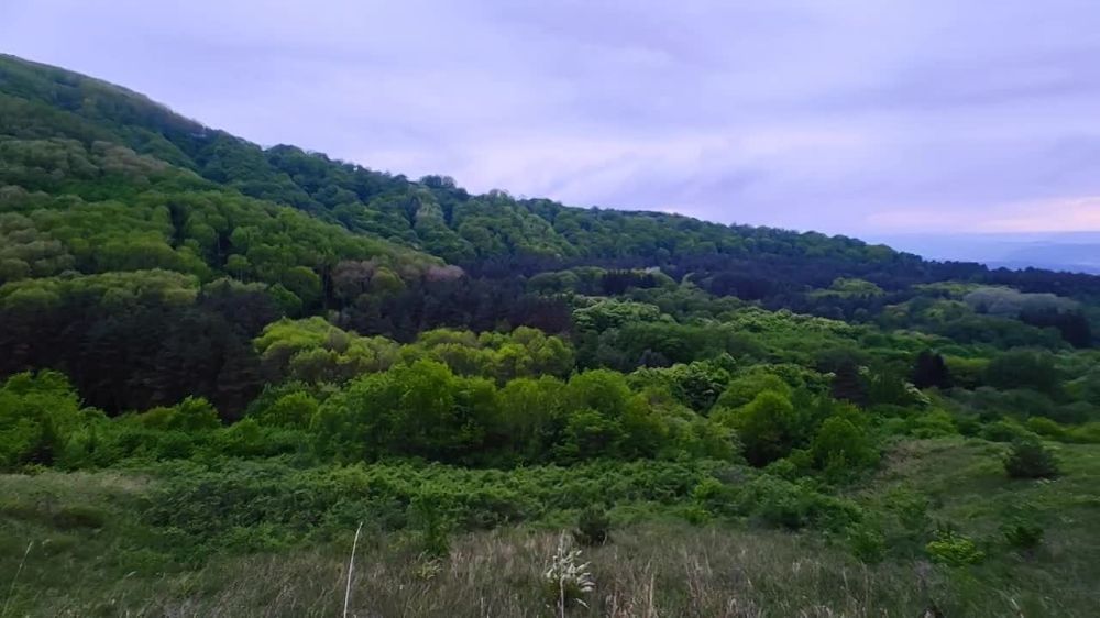 Дарья Лантратова: Остановиться. Закрыть глаза. Прислушаться к шуму деревьев, пению птиц.. Мы так отвыкли от звуков природы...