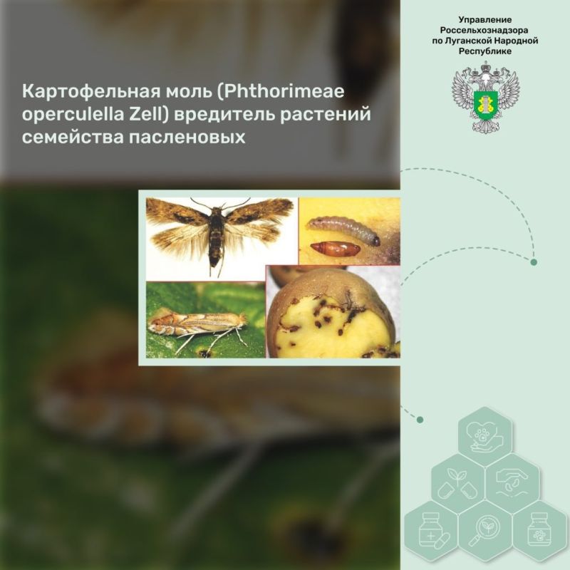 ������������ ���� (Phthorimeae operculella Zell) ��������� �������� ��������� ����������