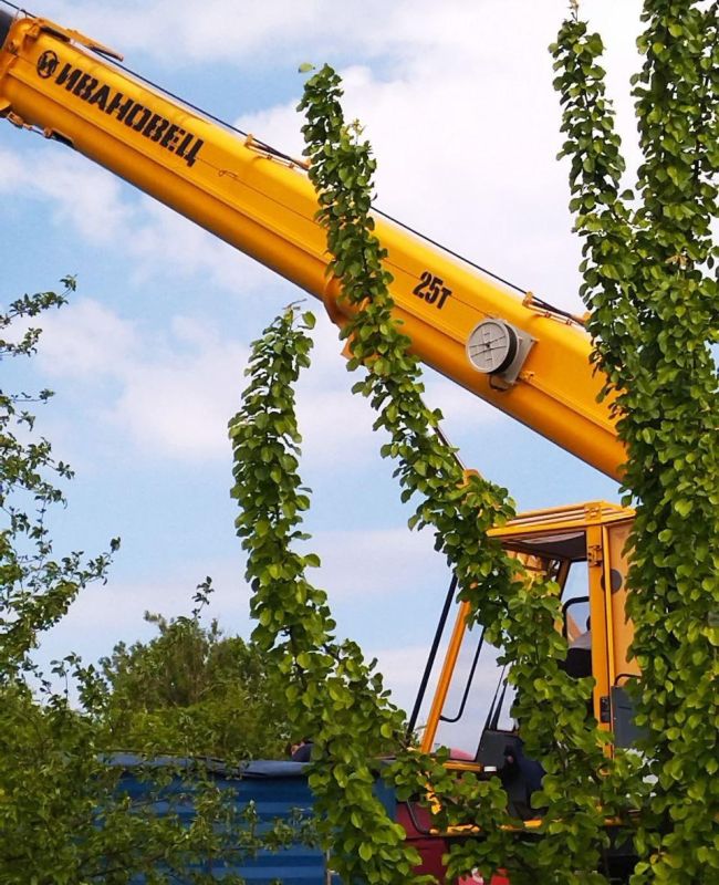 ����� �����: �����������, ���������� ���������� �������� ����������� �������������� ������, ����������� � �������������� ���������� ��������