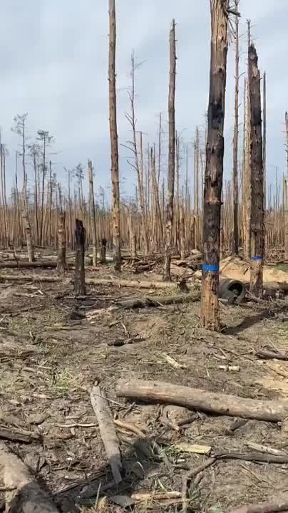 ������������ "����������" ������ ������������� ����������� �������� ���������, ��� ����� ���� ����������� ������ ����������� ����������� ����
