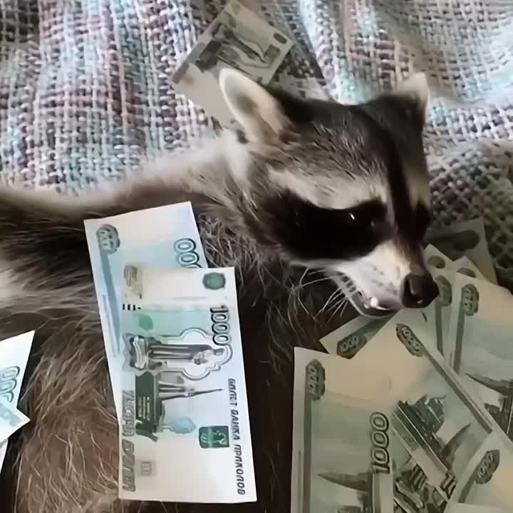 ������� �������� ��� ��� ����� �����������
