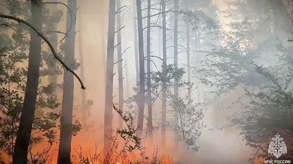 Лесной пожар ликвидируется силами спасателкй МЧС России в Станично-Луганском районе, сообщили в Главном управлении МЧС по ЛНР