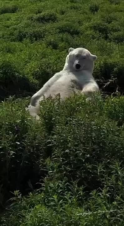 ������ ���� ������!. ������ �������