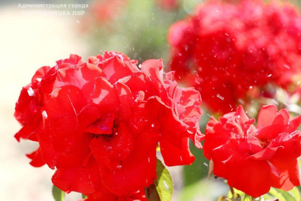 ������� ��������: ������������ ������ ��� ��������, ��� ����� ���