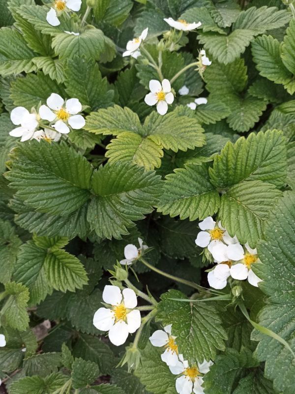 � ������ �����, ������ ����������� �������������� ������!