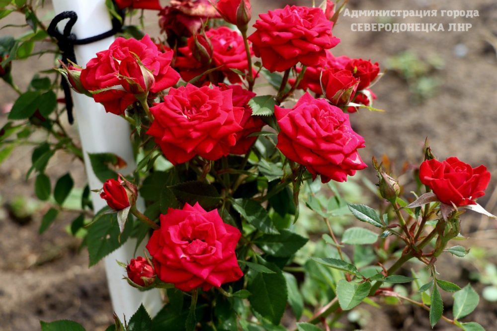 ������� ��������: �������� ���� "����� ��������" ���������� ������������ ���� �� ������� ��� �� ���������� �������������