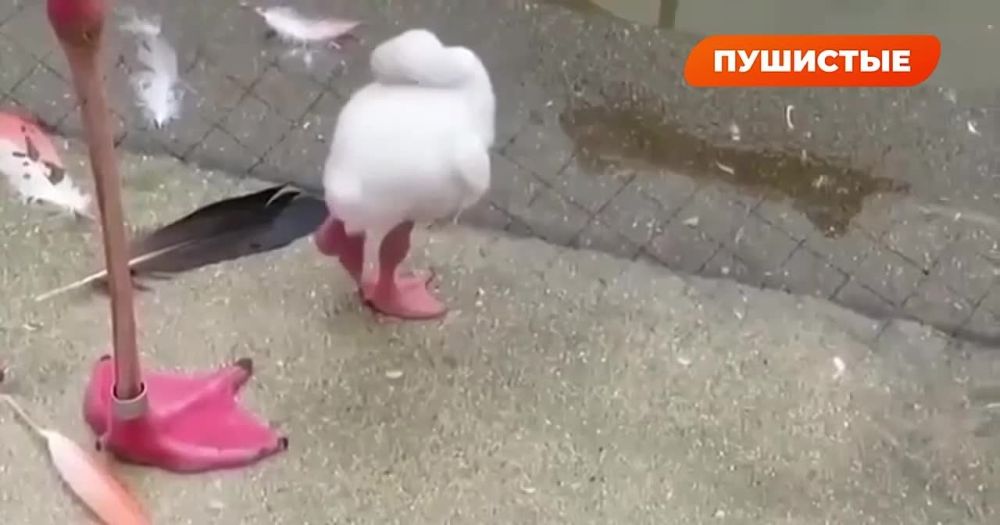 ����� ������ �������:. ������ �������� � ���������� �������� ������ ������ �� ����� ����