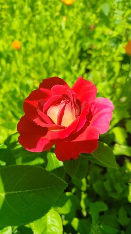 � ������ �����, ������ ����������� �������������� ������!