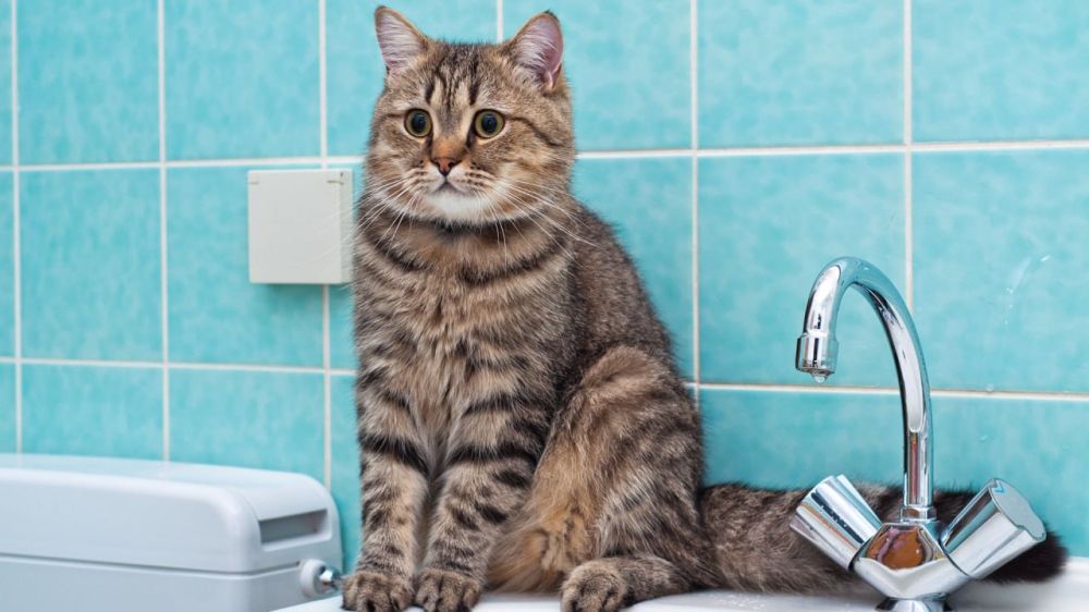 4 июля в связи с необходимостью проведения аварийно-восстановительных работ на магистральном водоводе ограничена подача воды на ряд населенных пунктов Республики, сообщили в ГУП ЛНР «Лугансквода»