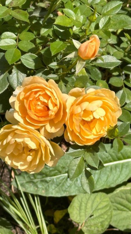 � ������ �����, ������ ����������� �������������� ������!