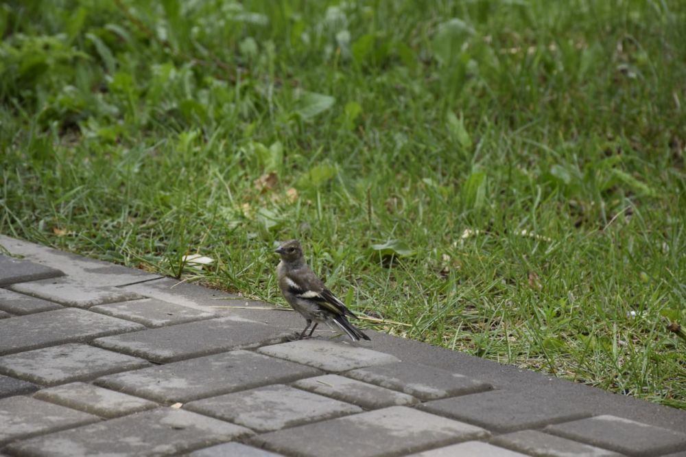 � ������ �����, ������ ����������� �������������� ������!