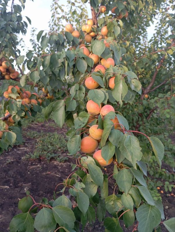 � ������ �����, ������ ����������� �������������� ������!