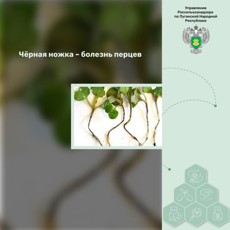 ׸���� ����� � ������� ������