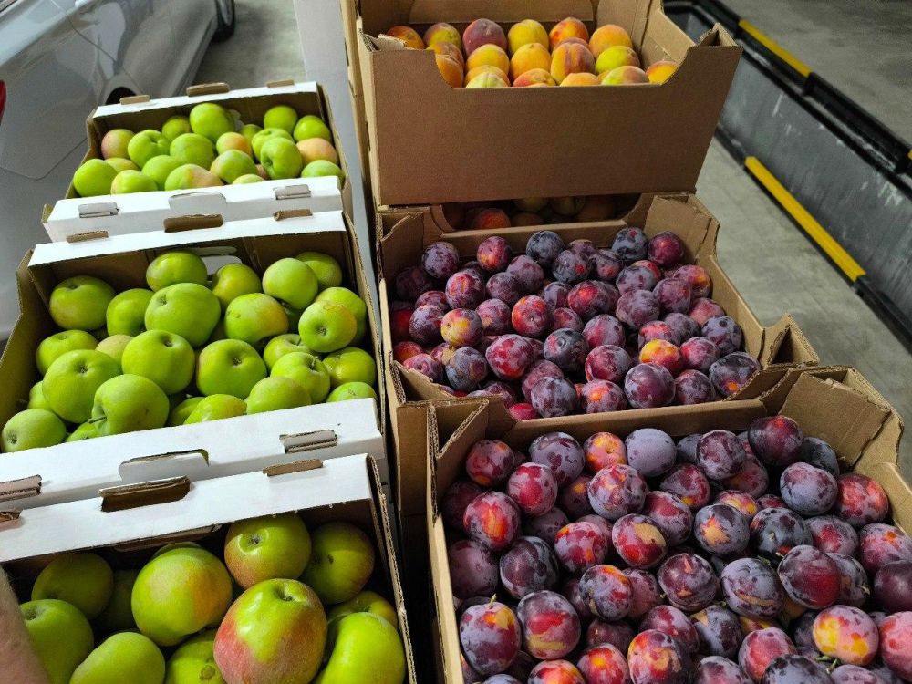 Коллектив журналистов из станицы Полтавская отправит кубанские фрукты детям из интернатов ЛНР