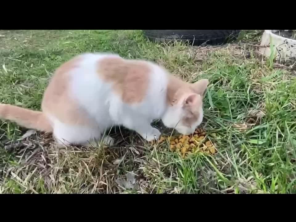 ��������, ������� ��������� �������