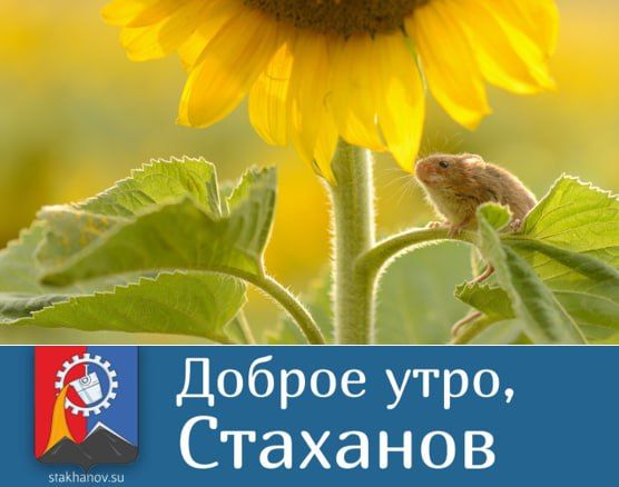 Мы желаем всем чудесной среды!