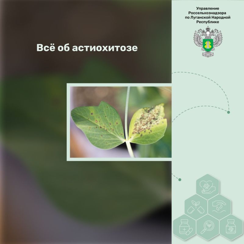 �� �� �����������. ���������� � ������ �������� ��������, ���������� ������� ���� Ascochyta. ������ �������� �� ������...