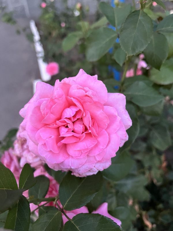 � ������ �����, ������ ����������� �������������� ������!