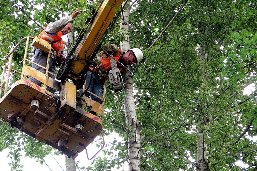 В Молодогвардейске выполнили мероприятия по обрезке аварийных деревьев