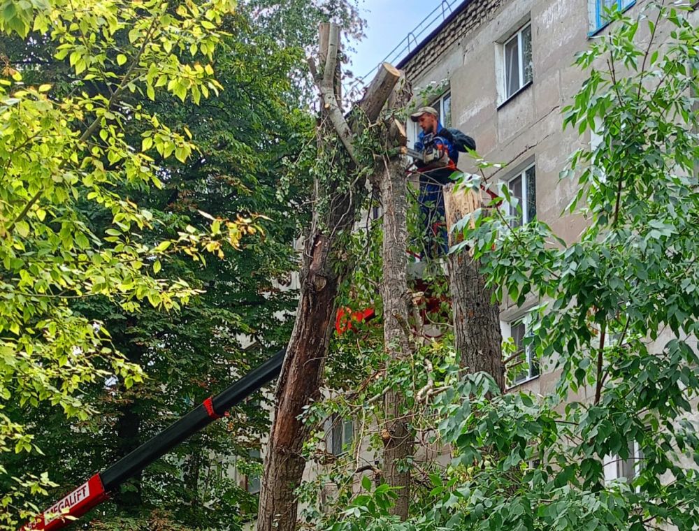 Обрезка деревьев в Молодогвардейске: сотрудничество с Курганской областью продолжается