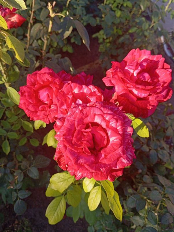 � ������ �����, ������ ����������� �������������� ������!