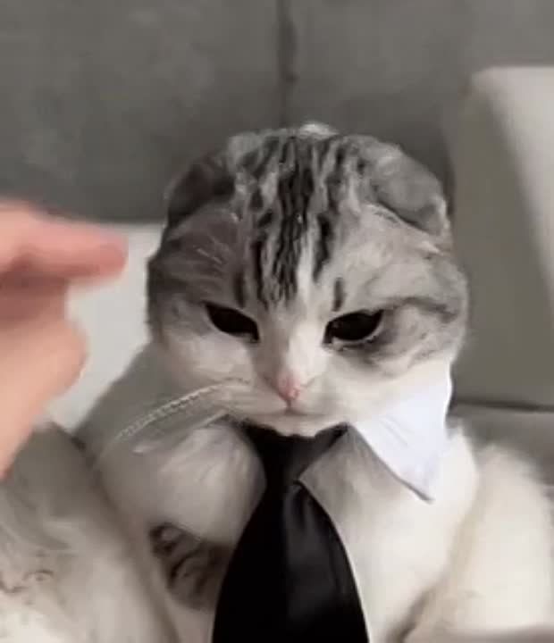 �������� ���� ������������������� �����