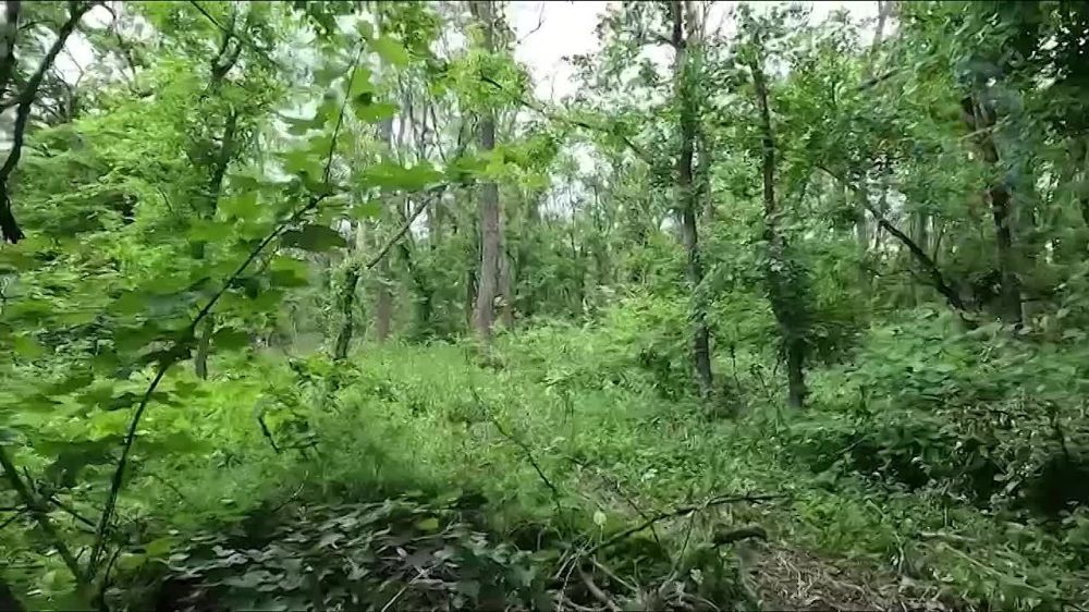 ��� � ������������ �����������, ���