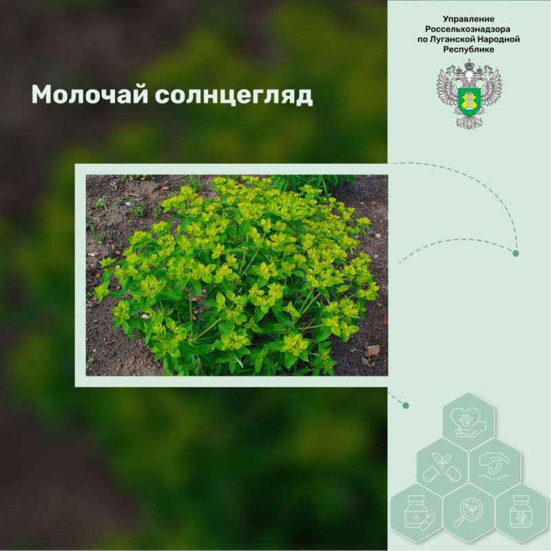 ������� ����������. ������� ���������� � Euphorbia helioscopia L. � ��������� � ��������� ����������. �������������...