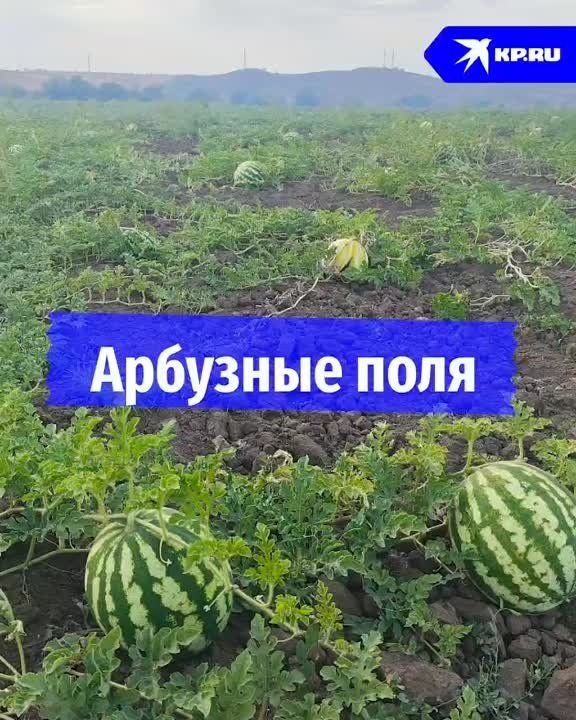 �������� ���. ��� �������� ������ ������ � ��� � ����������