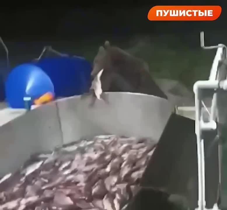 �������� ������� �� �������� ������ � �����, ���� ������ ���� ����� � ����